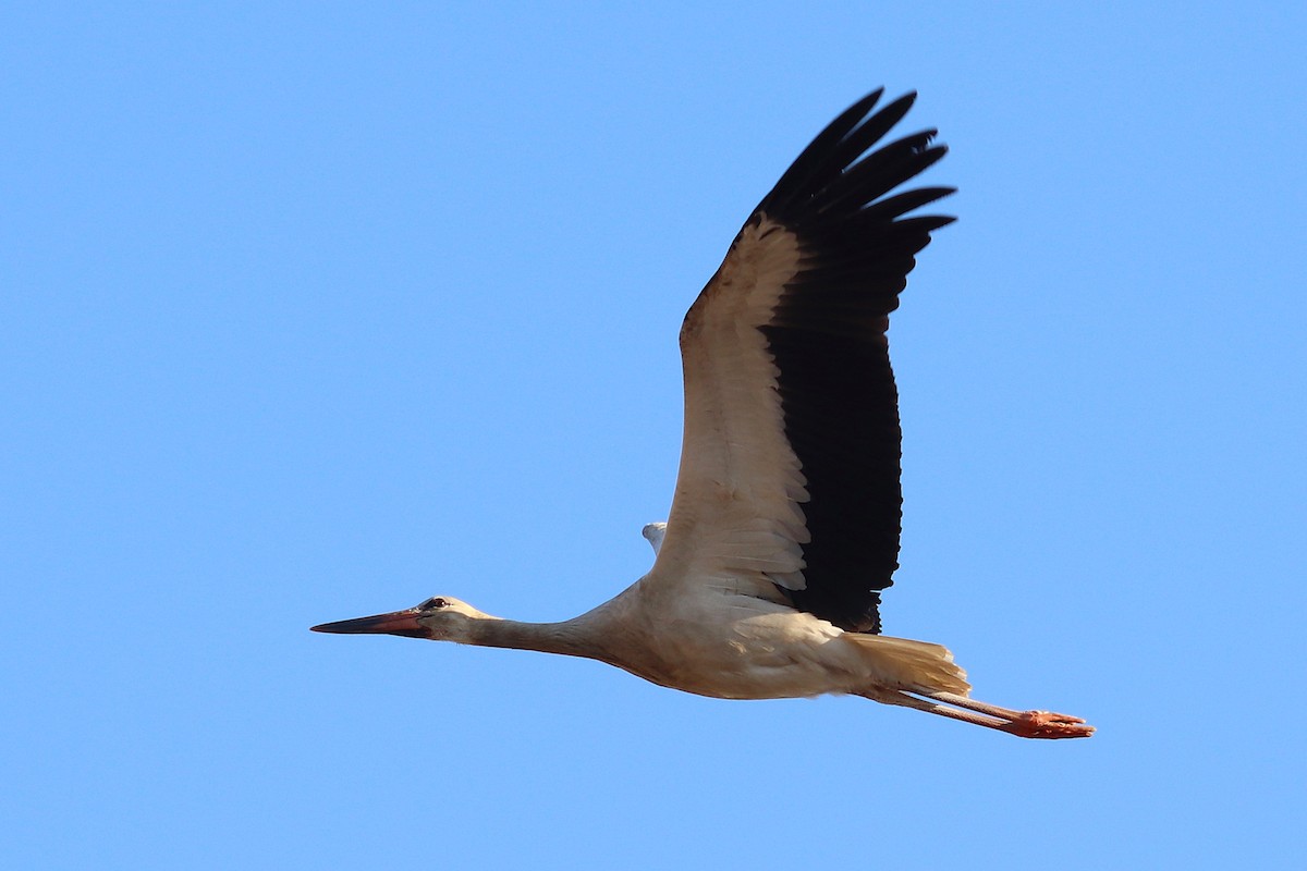 White Stork - ML640197282