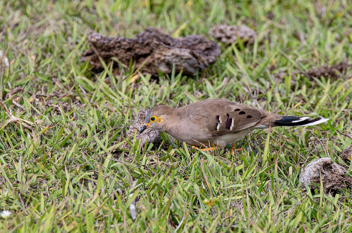 Long-tailed Ground Dove - ML640197317