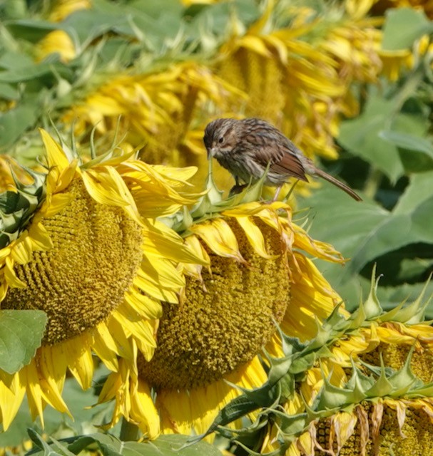Song Sparrow - ML640197425