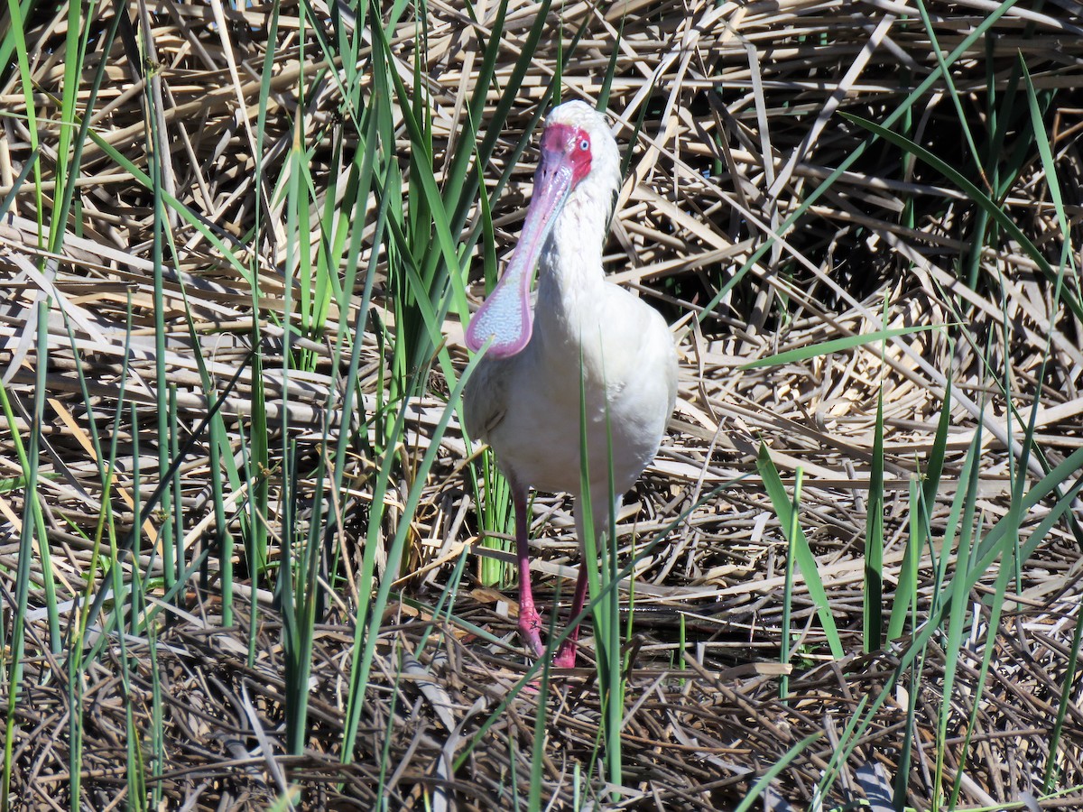 African Spoonbill - ML640197506