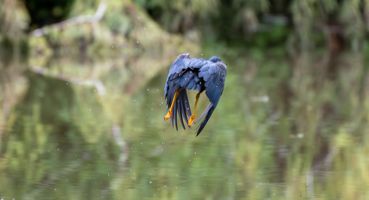 Green Heron - ML640197526