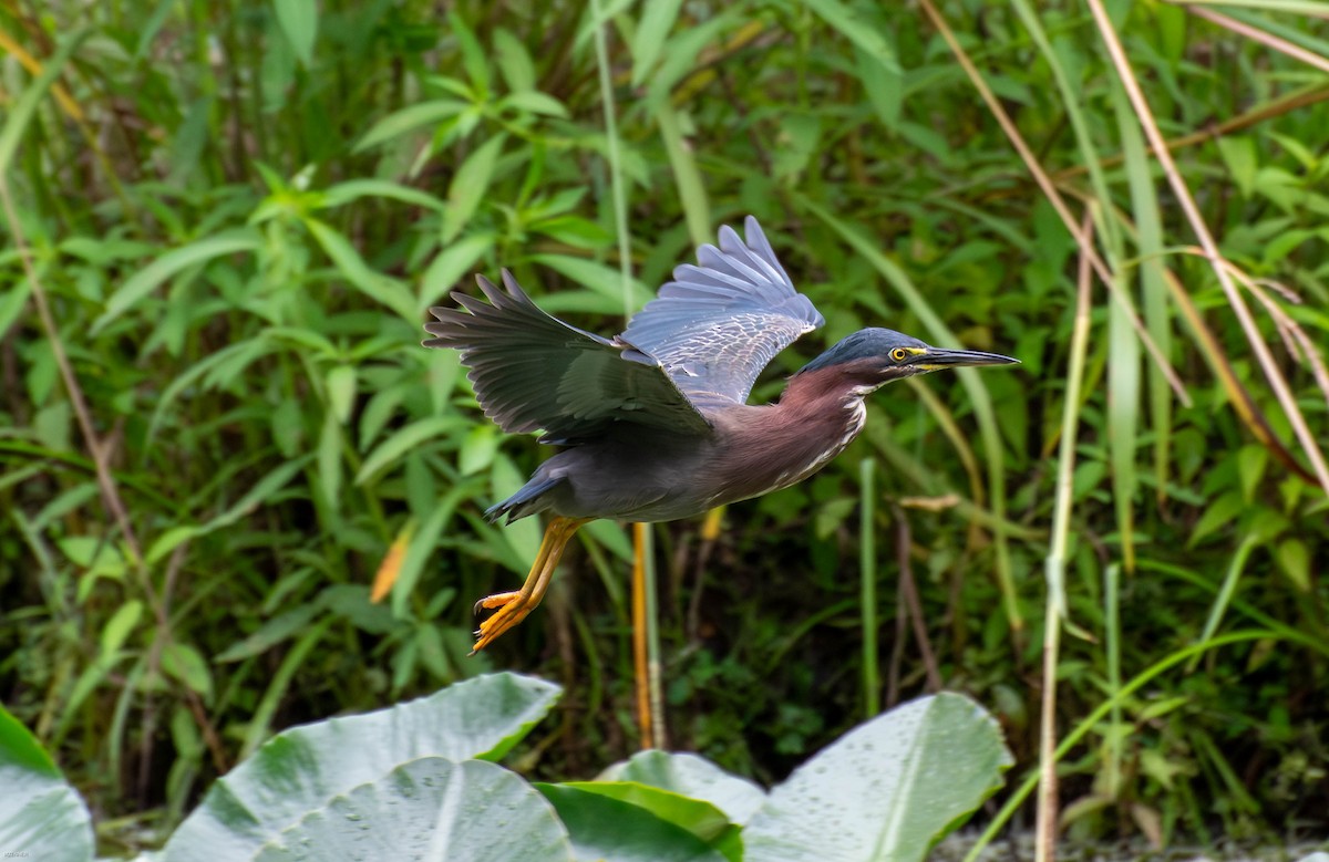 Green Heron - ML640197527