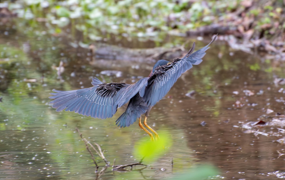 Green Heron - ML640197528