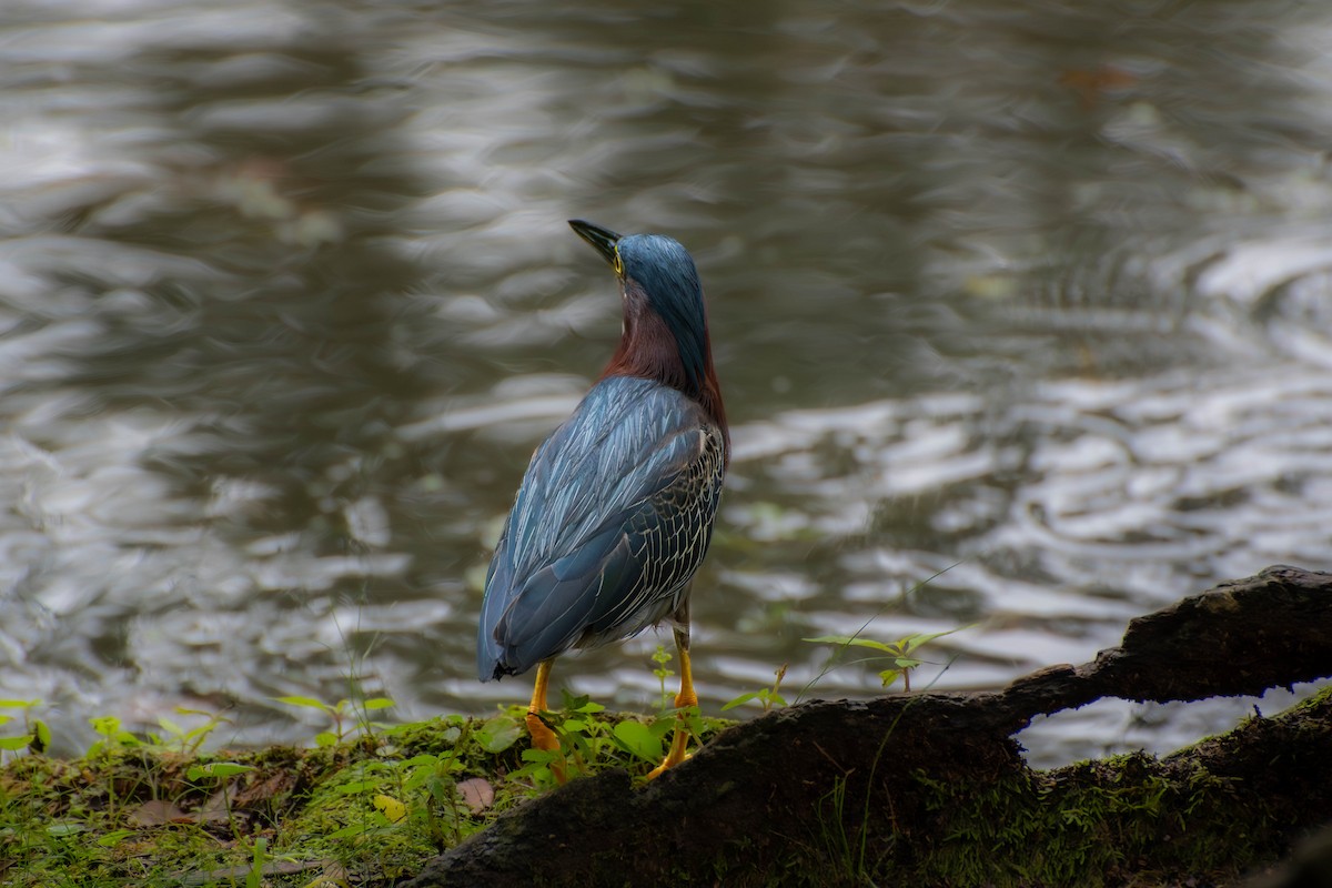 Green Heron - ML640197529