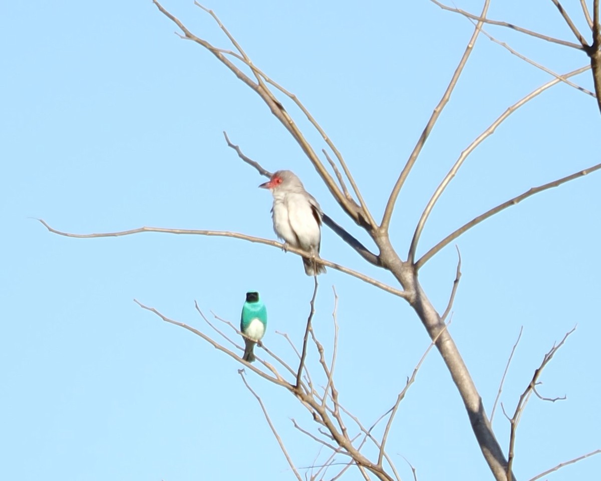 Swallow Tanager - ML640197591