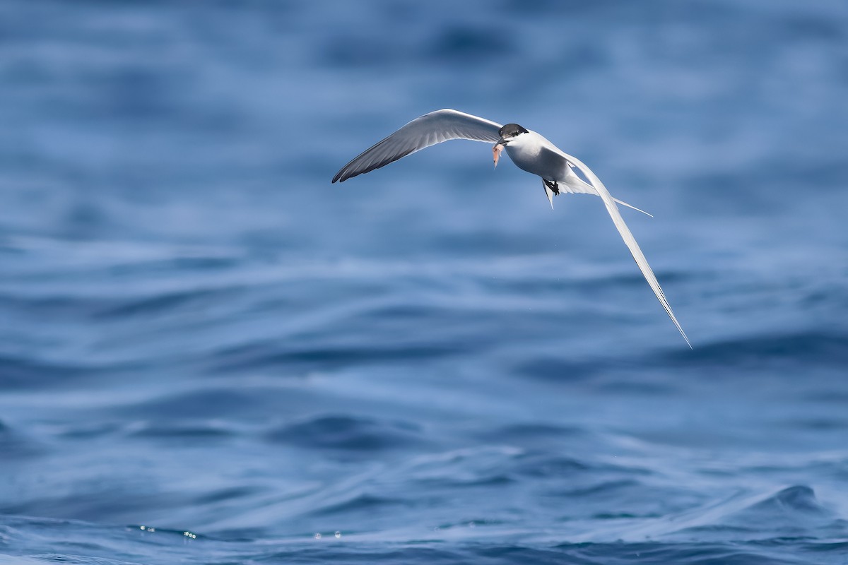 Common Tern (longipennis) - ML640197601