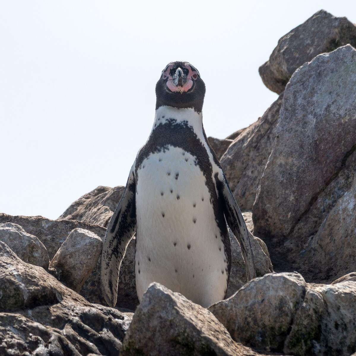 Humboldt Penguin - ML640197623