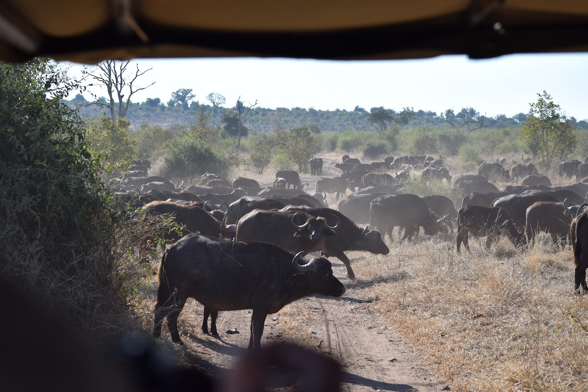 Cape Buffalo - ML640197655