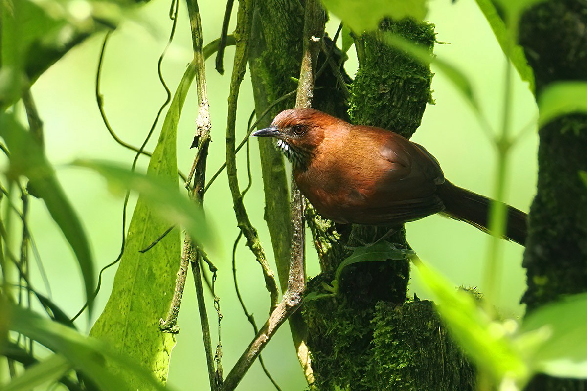 Stripe-breasted Spinetail - ML640197669