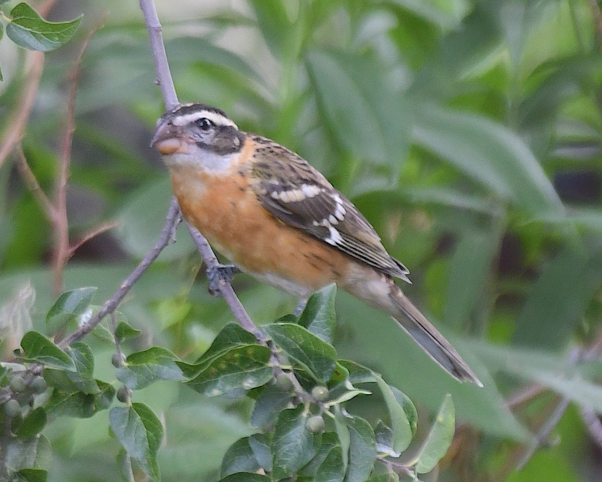 Black-headed Grosbeak - ML640197699
