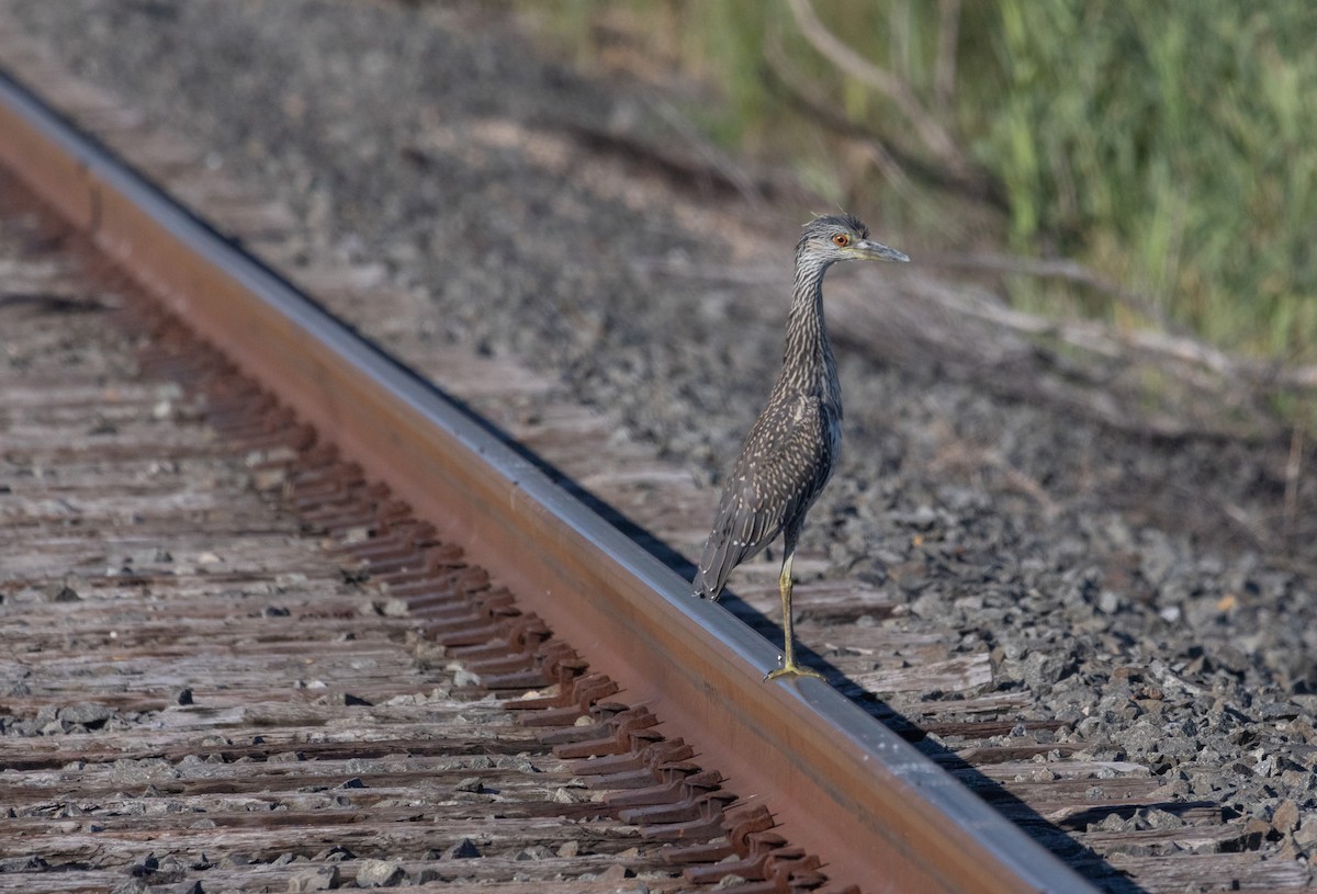 Yellow-crowned Night Heron - ML640197704