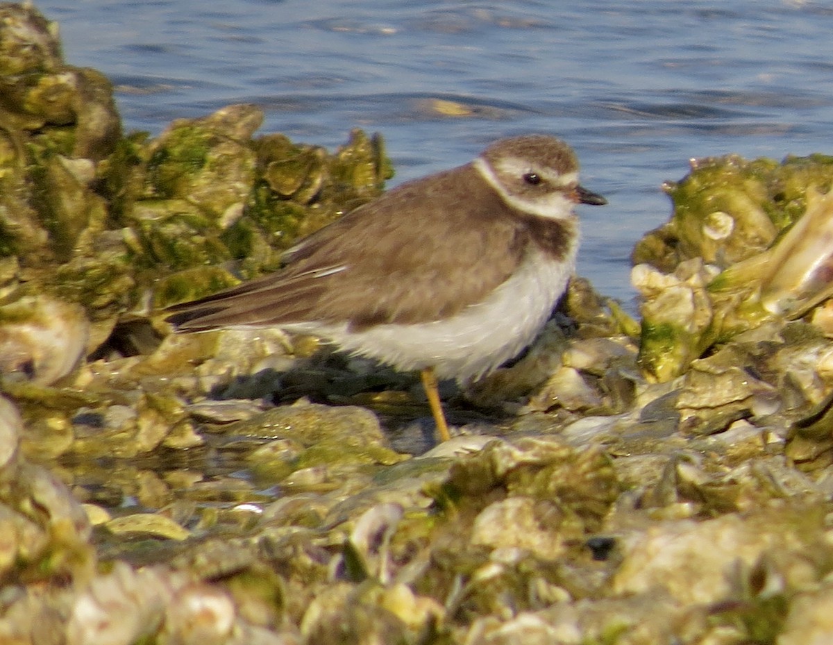 Semipalmated Plover - ML640197712