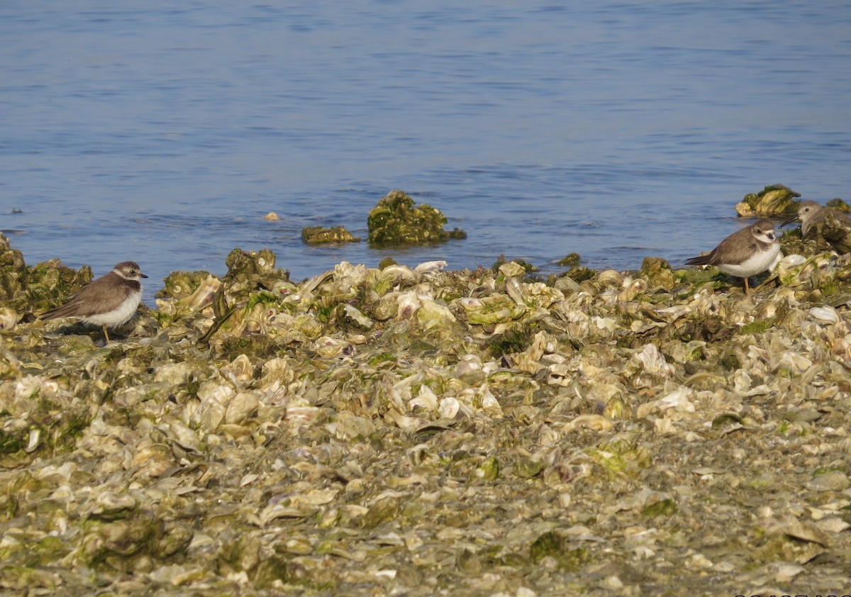 Semipalmated Plover - ML640197713