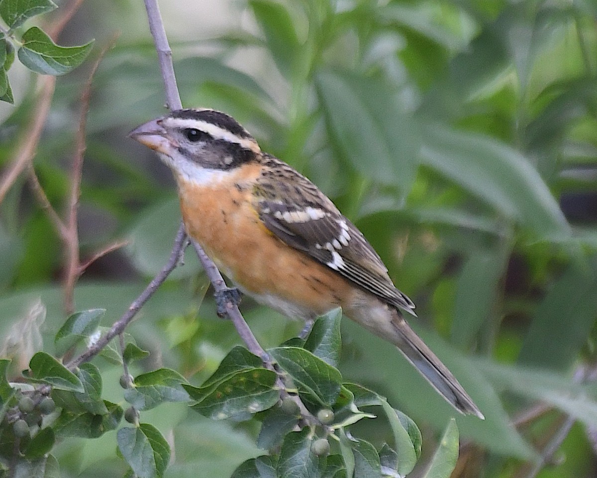 Black-headed Grosbeak - ML640197720
