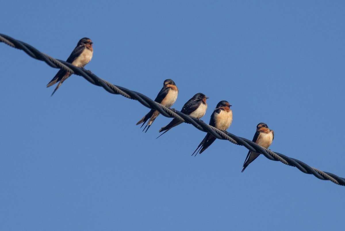 Barn Swallow - ML640197734