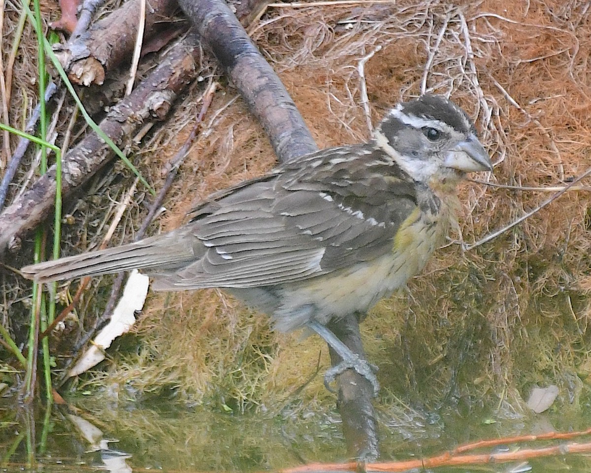 Black-headed Grosbeak - ML640197750