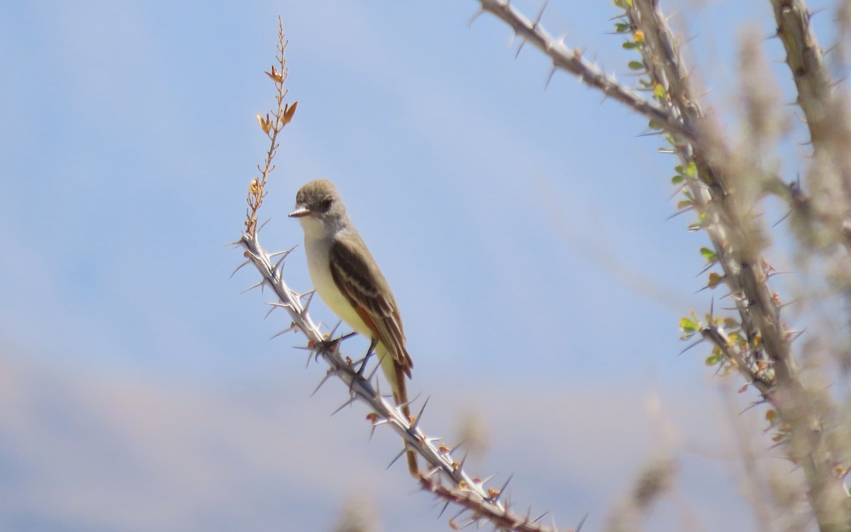 Ash-throated Flycatcher - ML640197754