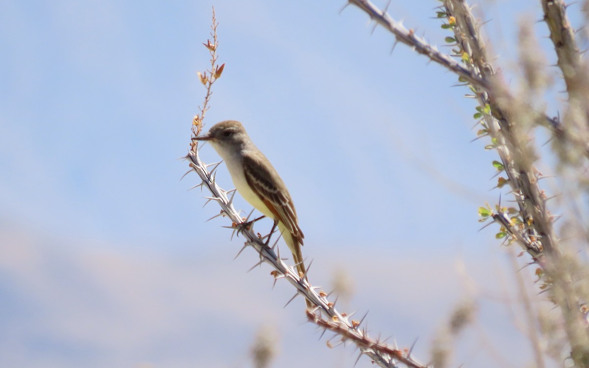 Ash-throated Flycatcher - ML640197757