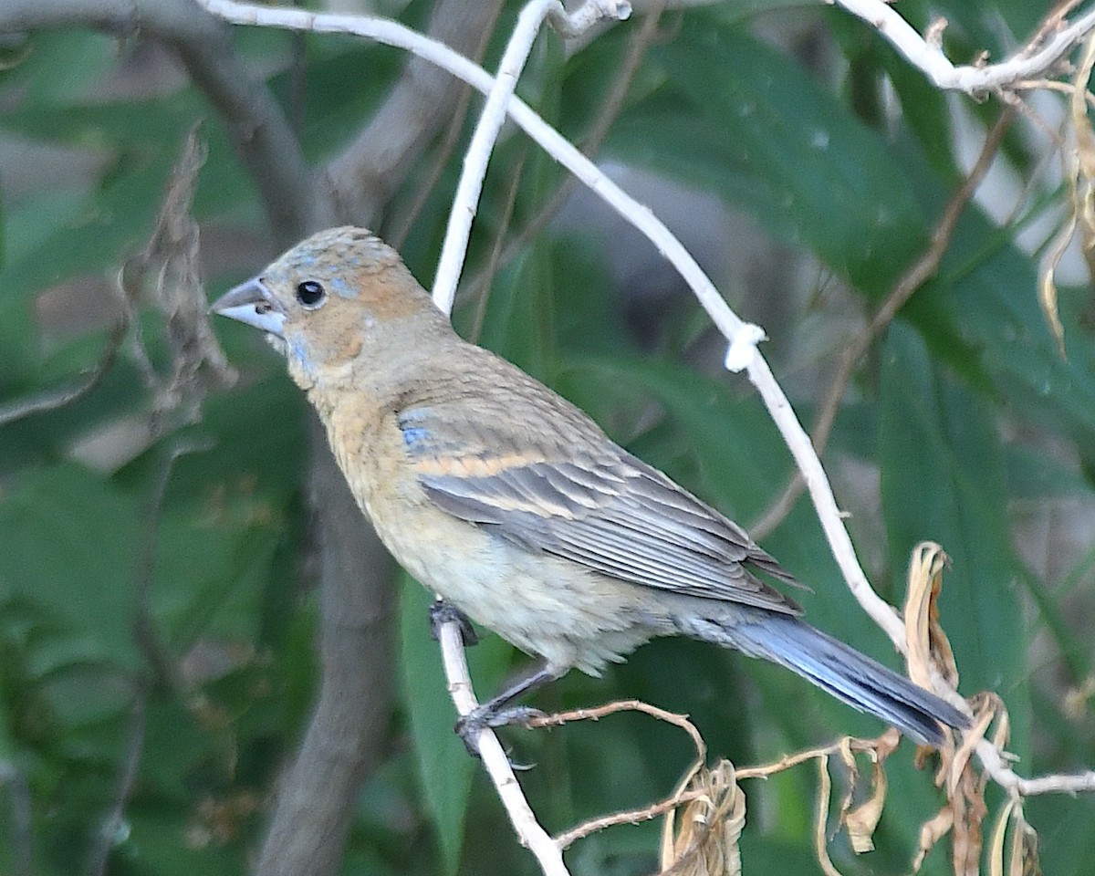 Blue Grosbeak - ML640197786