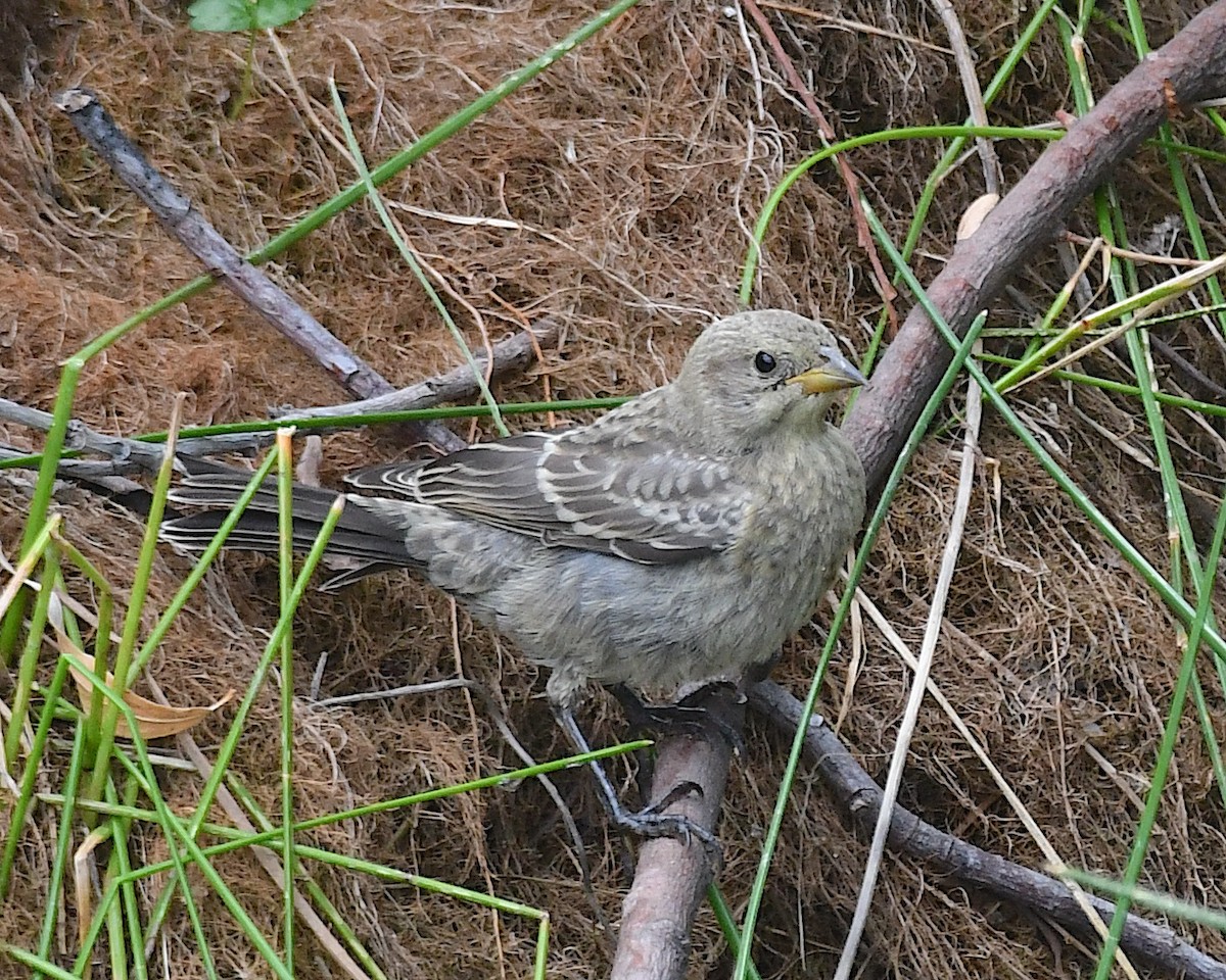 Brown-headed Cowbird - ML640197836