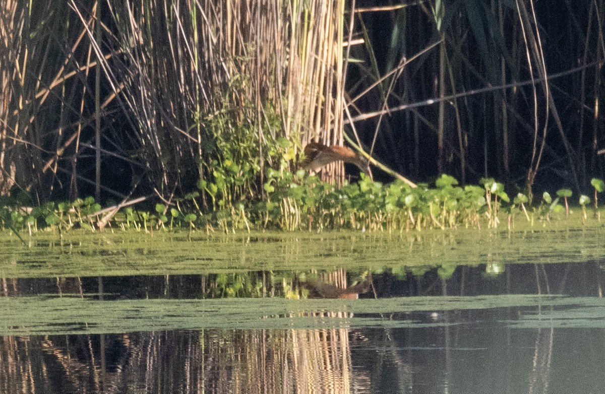 Least Bittern - ML640197842