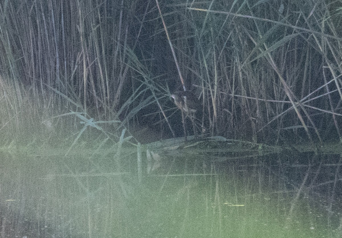 Least Bittern - ML640197848