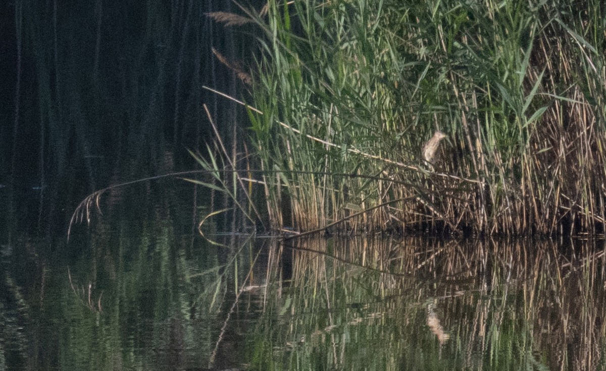 Least Bittern - ML640197860