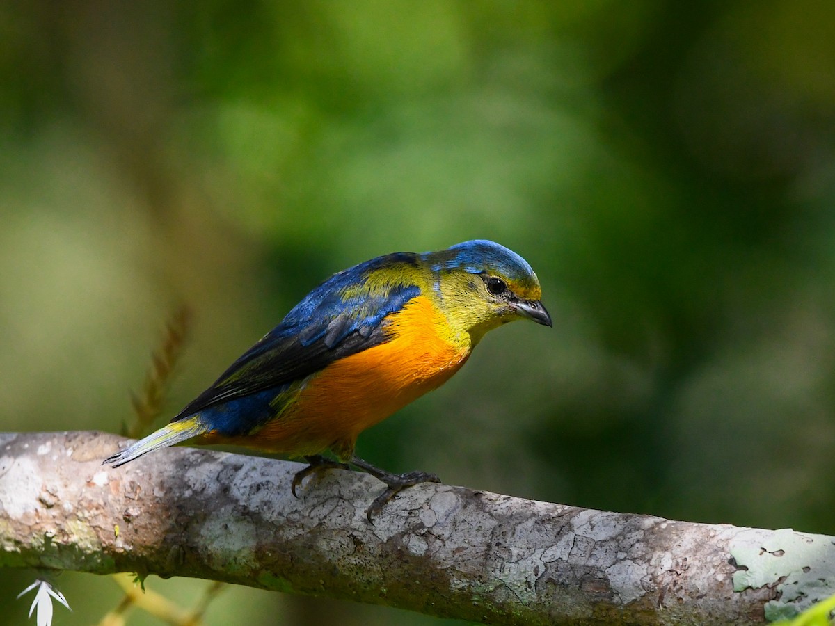 Elegant Euphonia - ML640197886