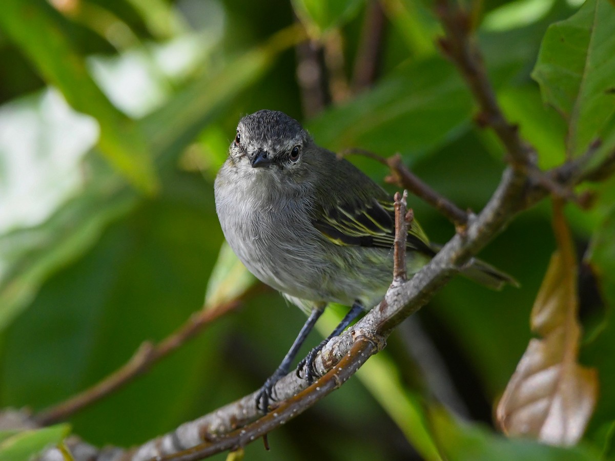 Mistletoe Tyrannulet - ML640197889
