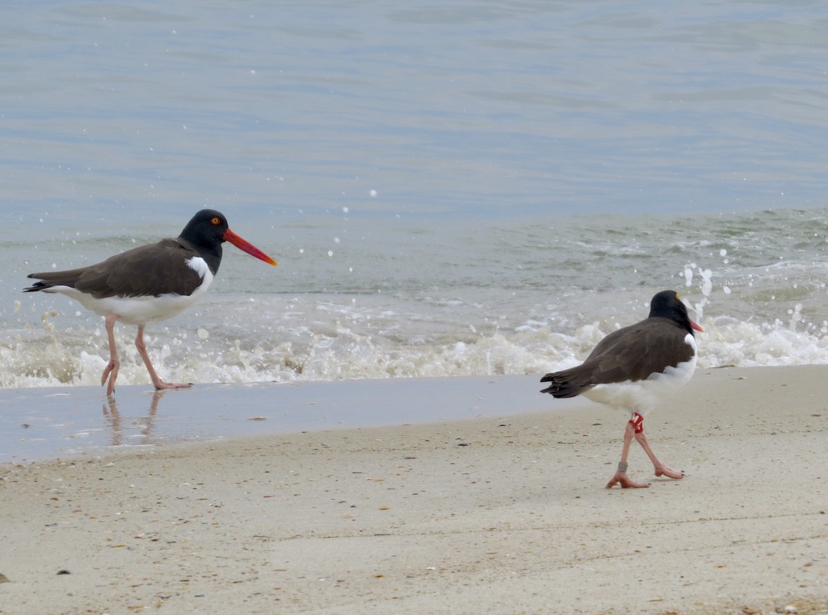 American Oystercatcher - ML640197909