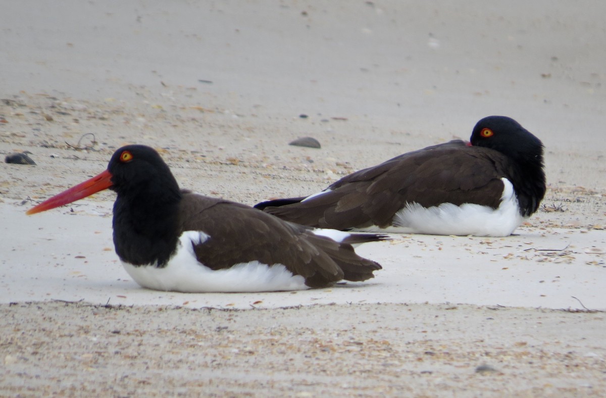 American Oystercatcher - ML640197910