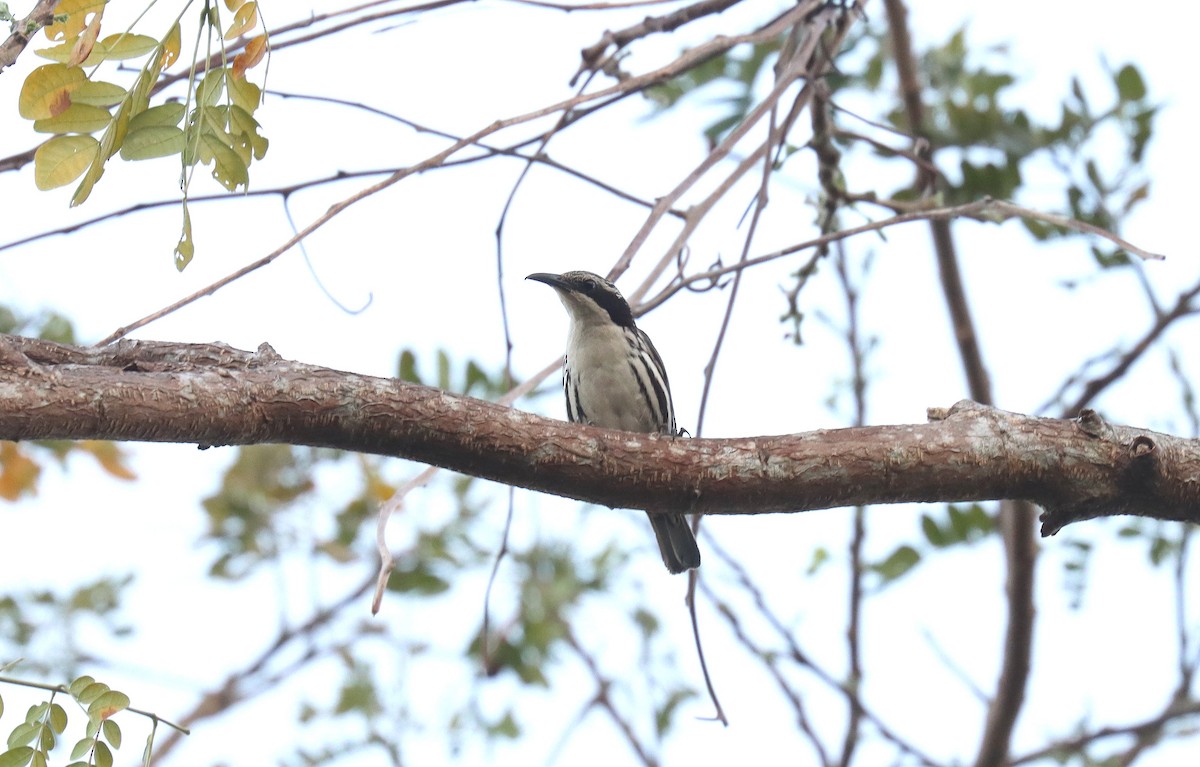 Stripe-sided Rhabdornis - ML640197944