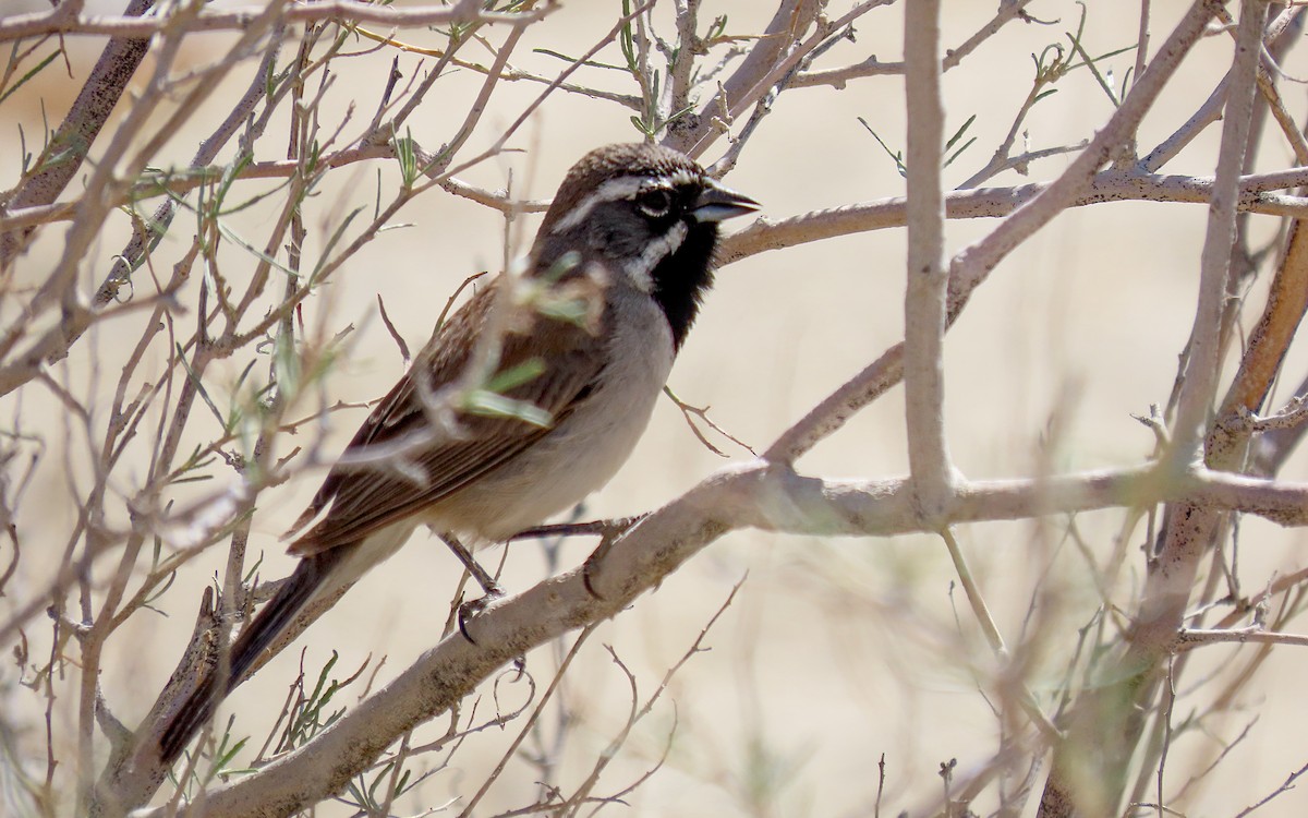 Black-throated Sparrow - ML640197967