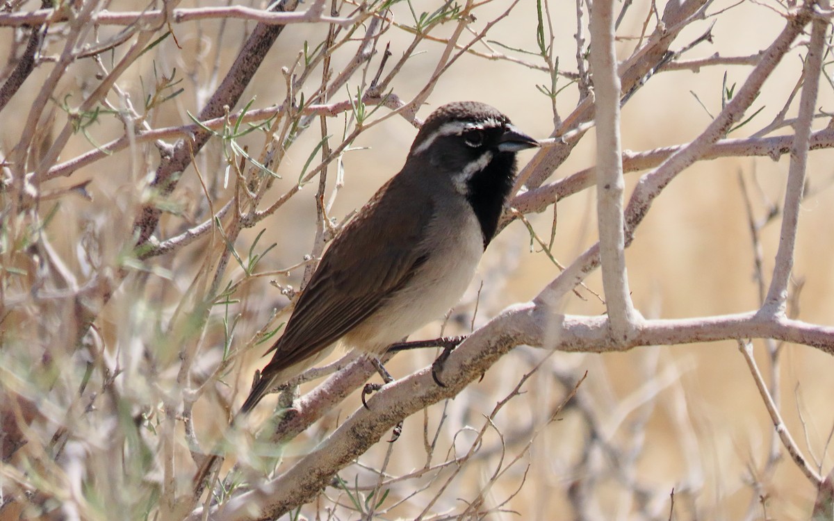 Black-throated Sparrow - ML640197969