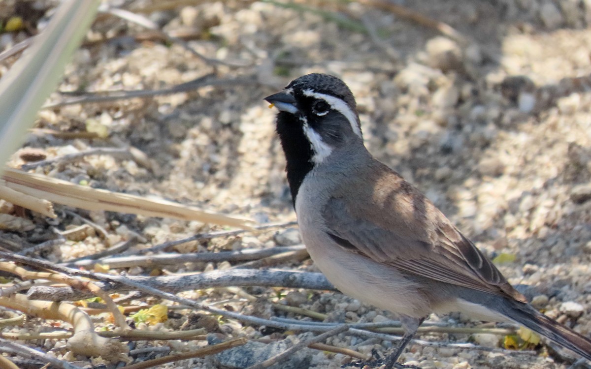 Black-throated Sparrow - ML640197974