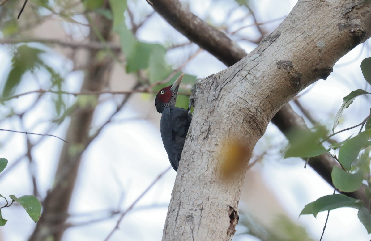 Northern Sooty-Woodpecker - ML640198018