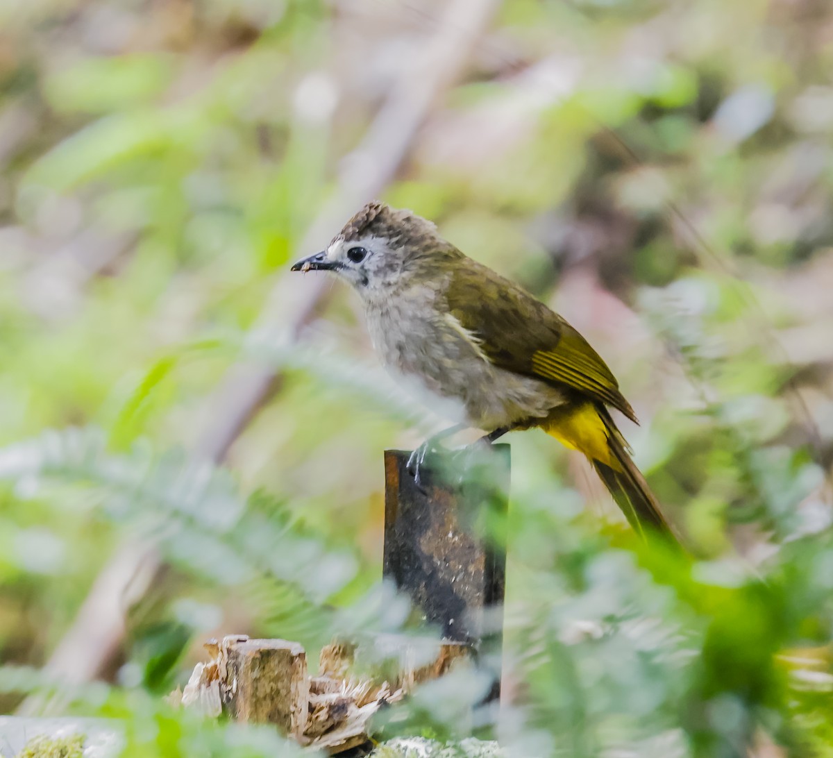 Bulbul à face pâle - ML640198116