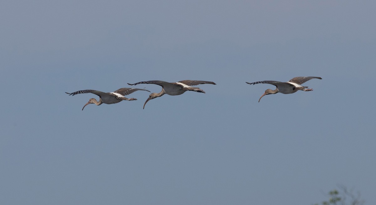 White Ibis - ML640198127