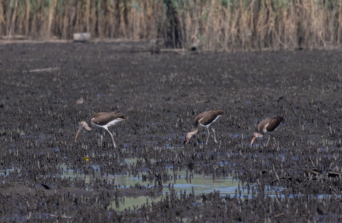 White Ibis - ML640198128