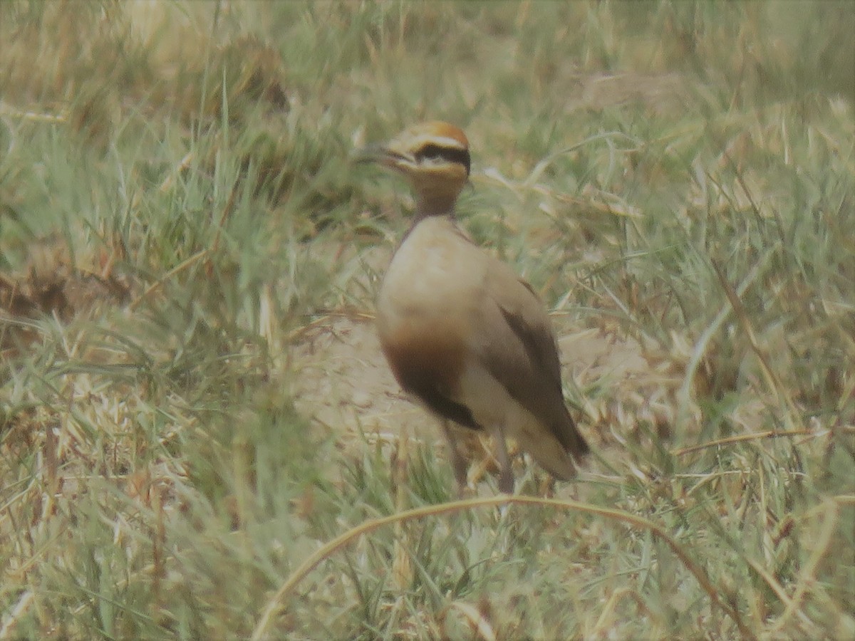 Temminck's Courser - ML640198176