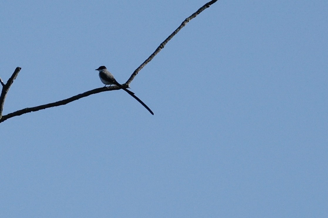 Fork-tailed Flycatcher (savana) - ML640198182