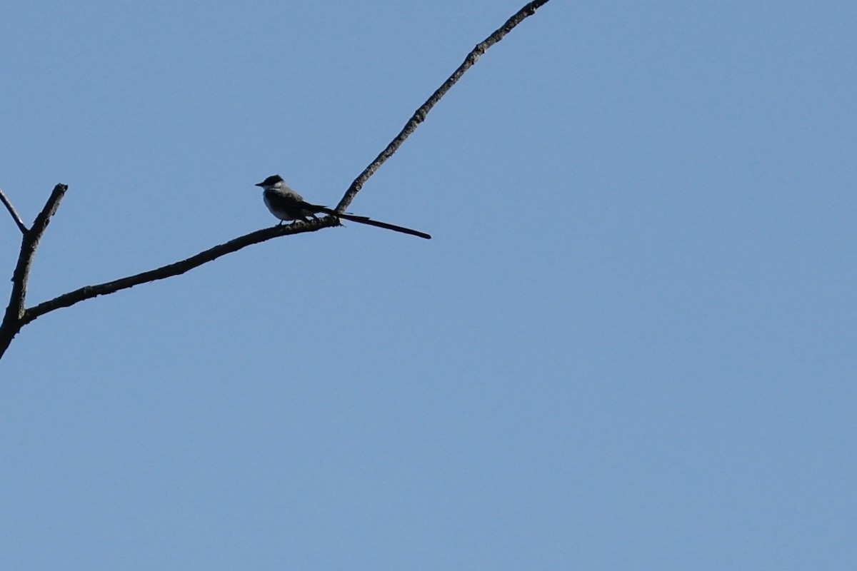 Fork-tailed Flycatcher (savana) - ML640198183