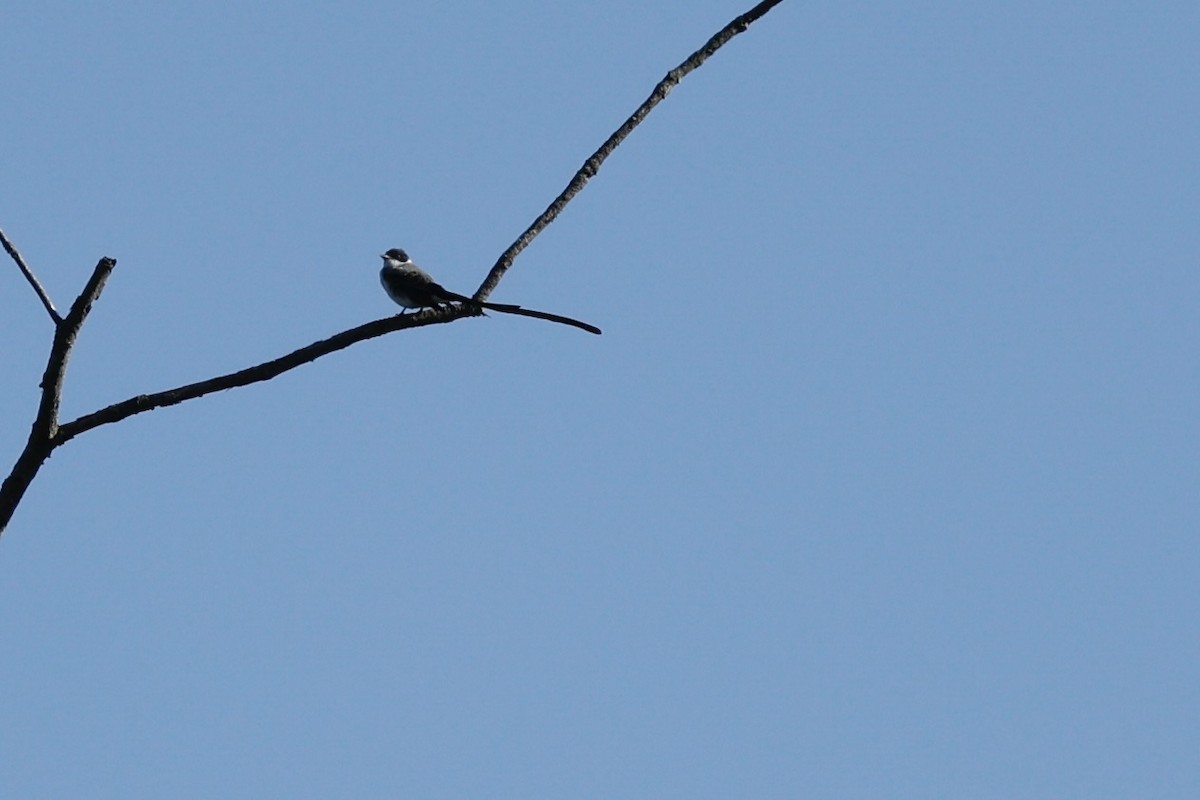 Fork-tailed Flycatcher (savana) - ML640198184