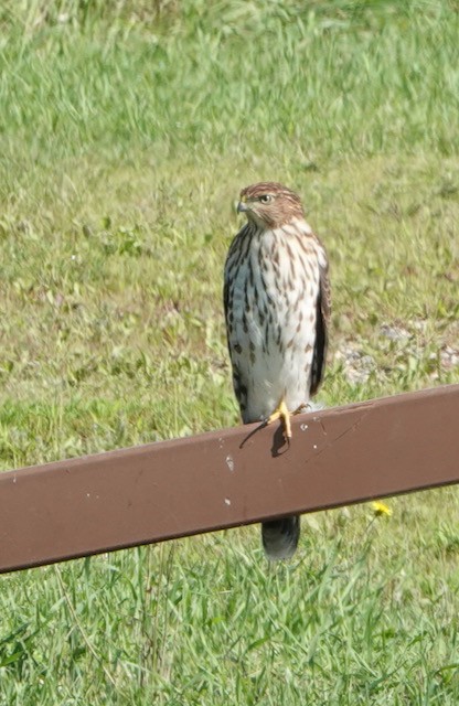 Cooper's Hawk - ML640198191