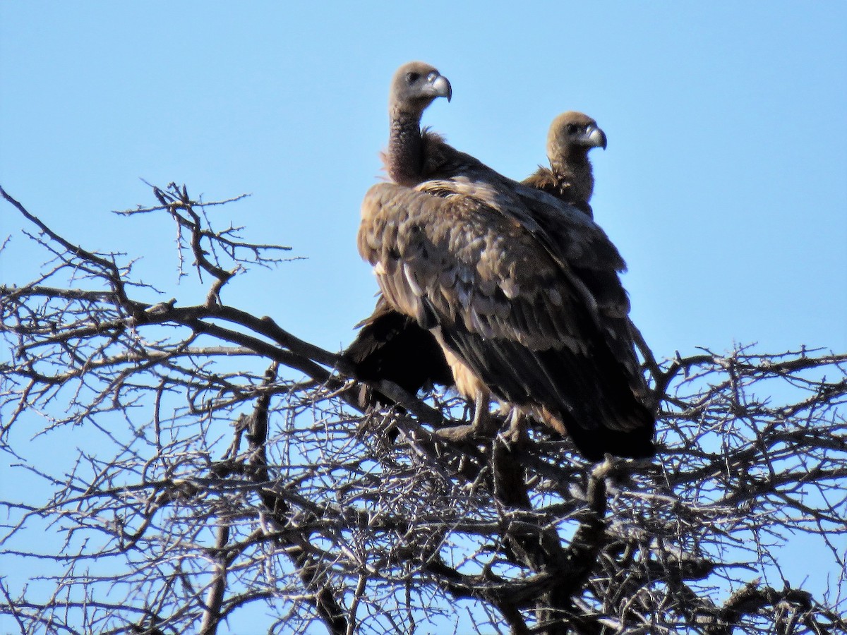 White-backed Vulture - ML640198212