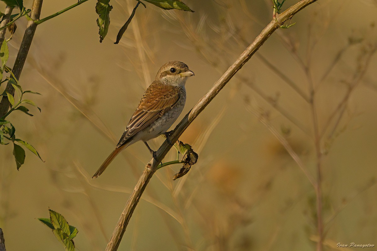 Red-backed Shrike - ML640198284