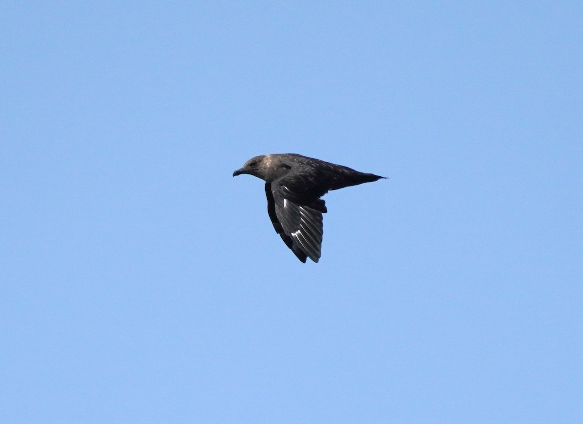 South Polar Skua - ML640198290
