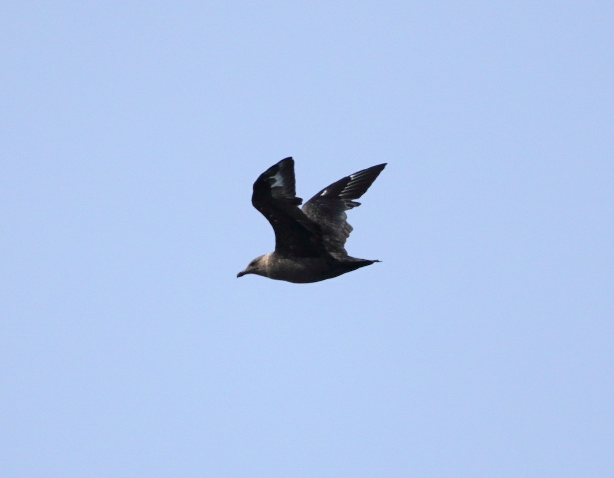 South Polar Skua - ML640198291