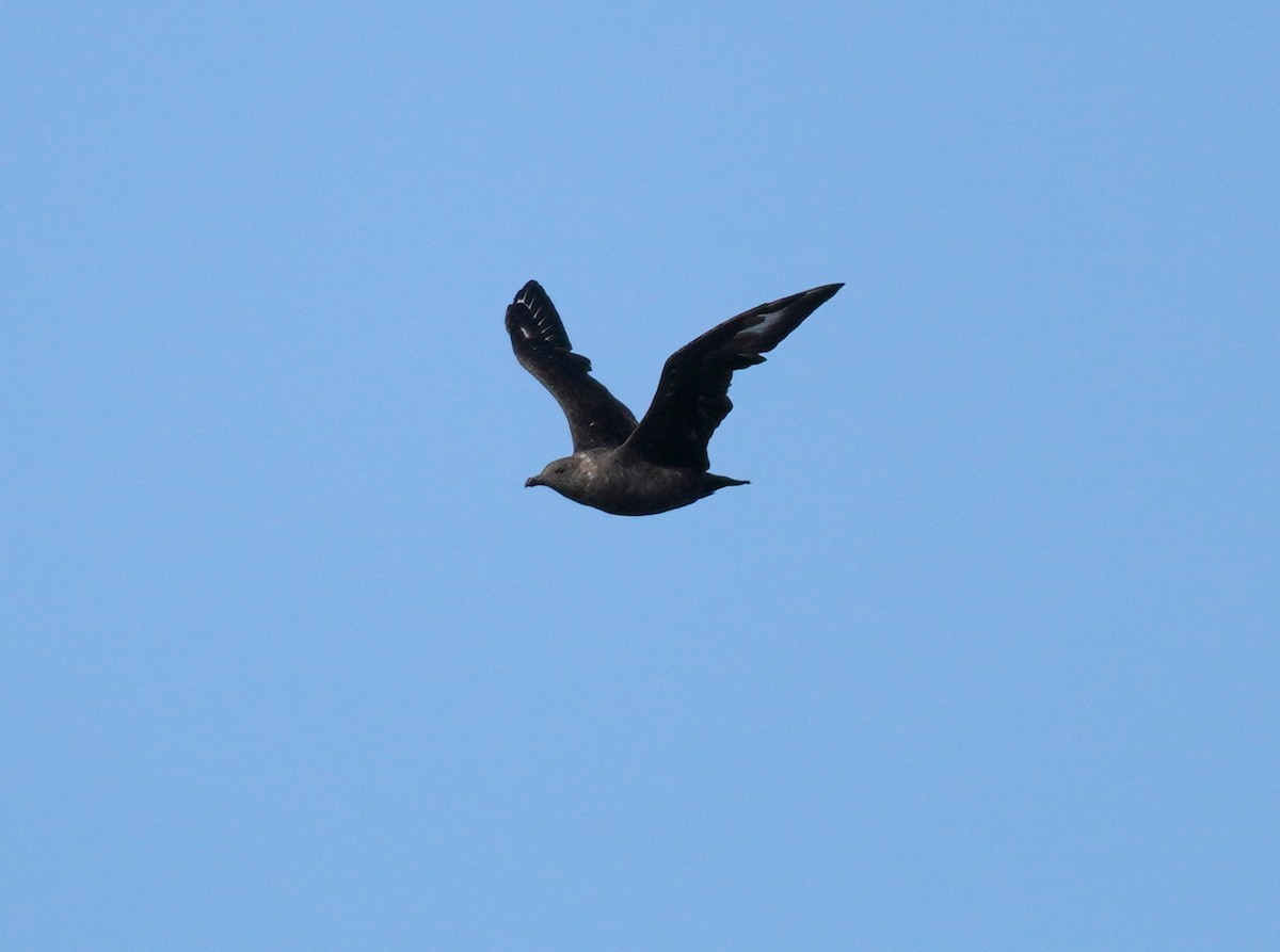 South Polar Skua - ML640198292