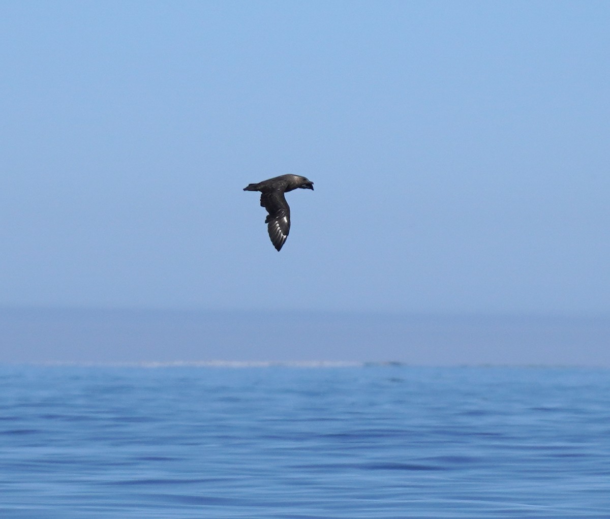 South Polar Skua - ML640198293